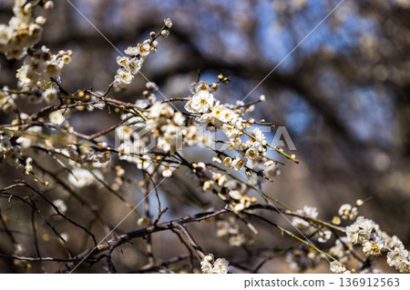 Plum Garden, Tokorozawa Aviation Memorial Park, Saitama Prefecture 136912563