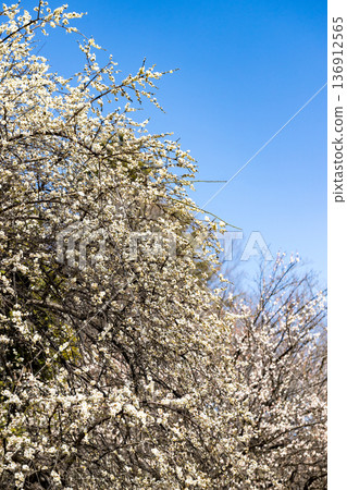 Plum Garden, Tokorozawa Aviation Memorial Park, Saitama Prefecture Plum Garden, Tokorozawa Aviation Memorial Park, Saitama Prefecture 136912565
