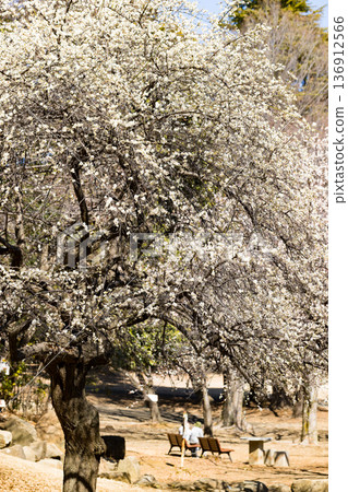 埼玉縣所澤航空紀念公園梅園 埼玉縣所澤航空紀念公園梅園 136912566