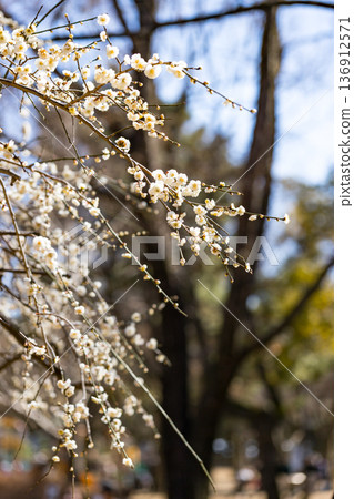 埼玉縣所澤航空紀念公園梅園 136912571