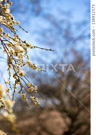 埼玉縣所澤航空紀念公園梅園 埼玉縣所澤航空紀念公園梅園 136912573
