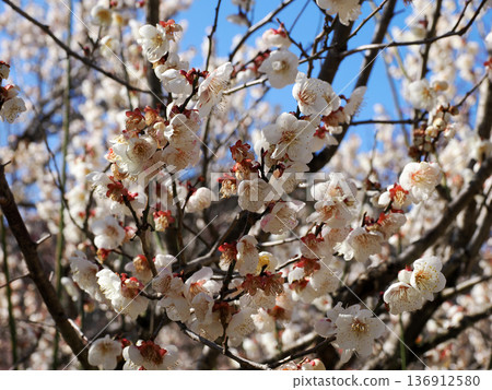 Scenery with white plum Scenery with white plum 136912580