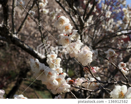 Scenery with white plum Scenery with white plum 136912582