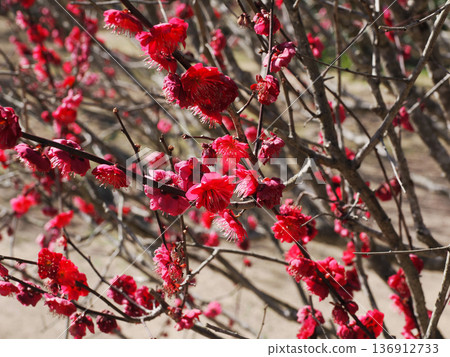 Scenery with red plum Scenery with red plum 136912733