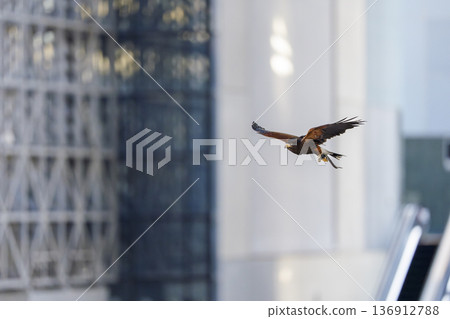 A side view of a bird of prey flying over the city A side view of a bird of prey flying over the city 136912788