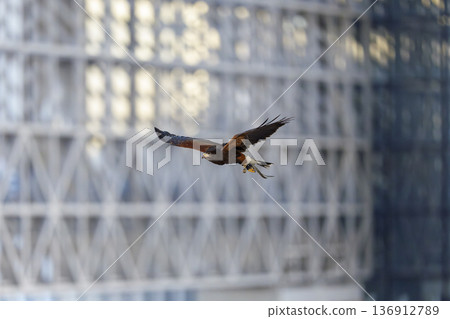 哈里斯鷹飛越城市 136912789