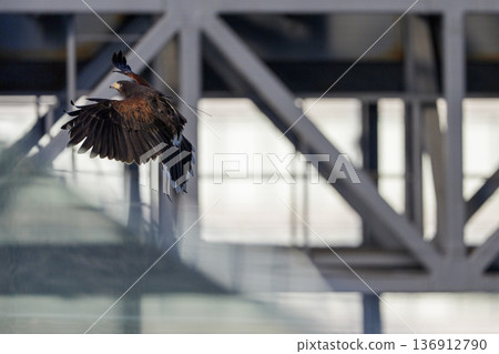 哈里斯鷹在城市空間盤旋 136912790
