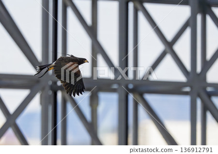 A Harris Hawk flying against a steel structure A Harris Hawk flying against a steel structure 136912791