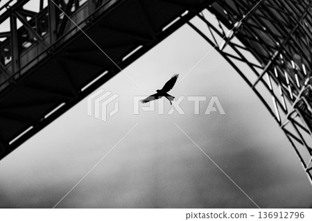 Silhouette of a bird of prey flying under a steel structure Silhouette of a bird of prey flying under a steel structure 136912796