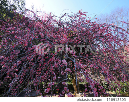 Pink plum tree plum Pink plum tree plum 136912803
