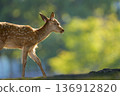 Profile of a fawn in backlight 136912820