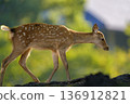 A fawn walking in the light 136912821
