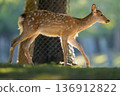 A young deer framed in light 136912822