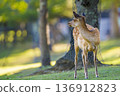 Profile of a young deer gazing into the forest 136912823
