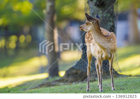 一隻年輕鹿的側臉，正凝視著森林 136912823