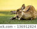Nara fawn resting on the grass 136912824