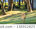 A young deer standing under the shadow of a bird 136912825