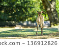 A fawn staring at you in the forest 136912826