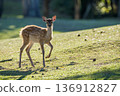 A young deer walking through the backlit grass 136912827