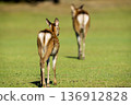 Mother and baby deer walking through the grassland 136912828