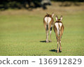 The back view of a young deer chasing its mother 136912829