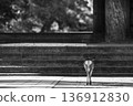 The back of a deer heading towards the stairs (monochrome) 136912830