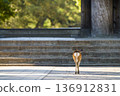 A fawn walking through the temple grounds at dusk 136912831