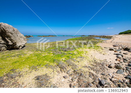 Ursa growing in clusters on Hirano Beach 136912943