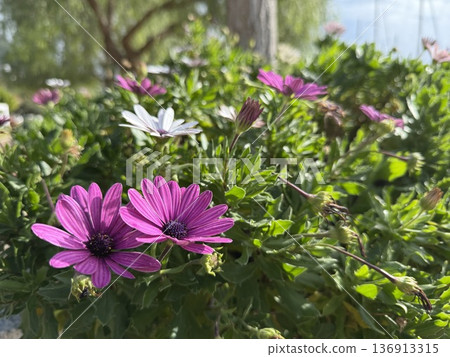 Purple daisies blooming in natural garden setting with lush green foliage, bright sunny atmosphere 136913315