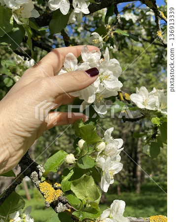 Hand holding apple blossoms on tree branch during springtime in garden Hand holding apple blossoms on tree branch during springtime in garden 136913339