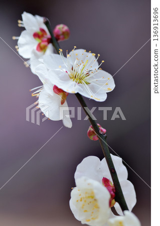 White plum blossoms blooming with red plum trees in the distance 136913696