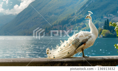 white peacock, lake como in the background white peacock, lake como in the background 136913832