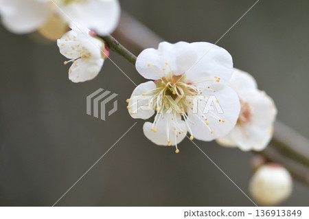 白梅花的香氣告訴我,春天快到了。 白梅花的香氣告訴我,春天快到了。 136913849