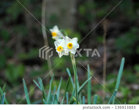 Landscape with Narcissus 136913883