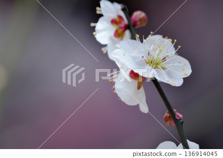 The fragrant scent of the white plum blossoms envelops the plum garden. The fragrant scent of the white plum blossoms envelops the plum garden. 136914045