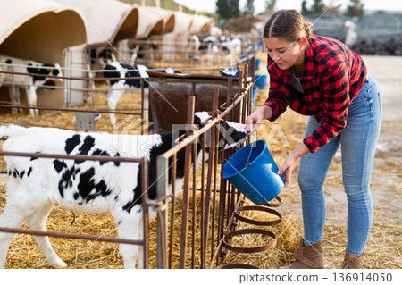 Positive young woman farmer petting and feeding calves during the day on ranch. Cattle breeding, taking care of animals, dairy and meat production concept Positive young woman farmer petting and feeding calves during the day on ranch. Cattle breeding, taking care of animals, dairy and meat production concept 136914050