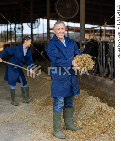 Livestock farm owner standing in cowshed with handful of haylage Livestock farm owner standing in cowshed with handful of haylage 136914115