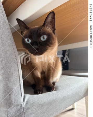 Siamese cat sitting on chair with striking blue eyes. Pet portrait, domestic animal companionship, curiosity expression, and home lifestyle concept 136914171