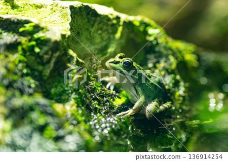東京達摩蛙的特寫 136914254
