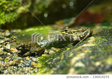 東京達摩蛙和古代陸蛙 136914255