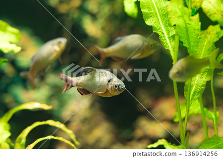 宮子田子在水族箱游泳 宮子田子在水族箱游泳 136914256