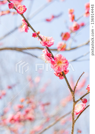 粉紅色的梅花在藍天下閃閃發光 136914448