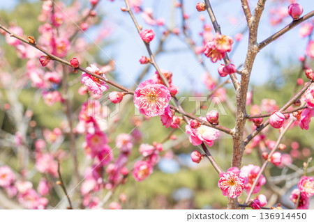 Plum blossoms in the plum grove have begun to bloom 136914450