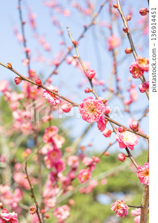 梅園裡的梅花已經開始盛開了。 136914451