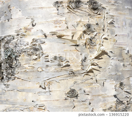 The birch bark texture or background. Macro shot is made by means of stacking technology trunk. Texture made of birch tree bark. Beautiful birch trunk background. Conceptual image. Peaceful nature. The birch bark texture or background. Macro shot is made by means of stacking technology trunk. Texture made of birch tree bark. Beautiful birch trunk background. Conceptual image. Peaceful nature. 136915220