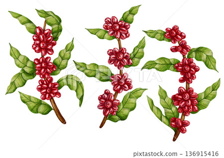 Hand-drawn watercolor illustration of a coffee branch with ripe red berries and green leaves. Perfect for coffee shops, packaging, branding, menu design, and botanical decor. Hand-drawn watercolor illustration of a coffee branch with ripe red berries and green leaves. Perfect for coffee shops, packaging, branding, menu design, and botanical decor. 136915416