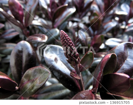 維羅妮卡·格雷斯 136915705