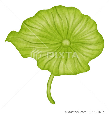 Hand drawn watercolor green lotus leaf isolated on white background. Round botanical lily pad illustration for nature designs, spa and wellness concepts. Hand drawn watercolor green lotus leaf isolated on white background. Round botanical lily pad illustration for nature designs, spa and wellness concepts. 136916149