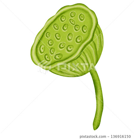 Watercolor green lotus seed pod on stem isolated on white background. Hand drawn botanical illustration of Nelumbo nucifera fruit. Zen and nature design element for yoga and spa 136916150