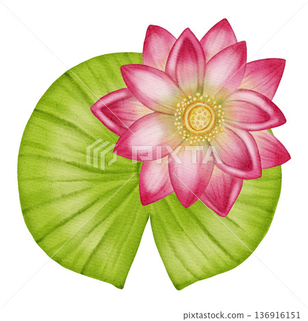 Watercolor pink lotus flower with green leaves. Hand drawn botanical composition of blooming water lily. Floral illustration for yoga, spa, meditation and zen designs 136916151